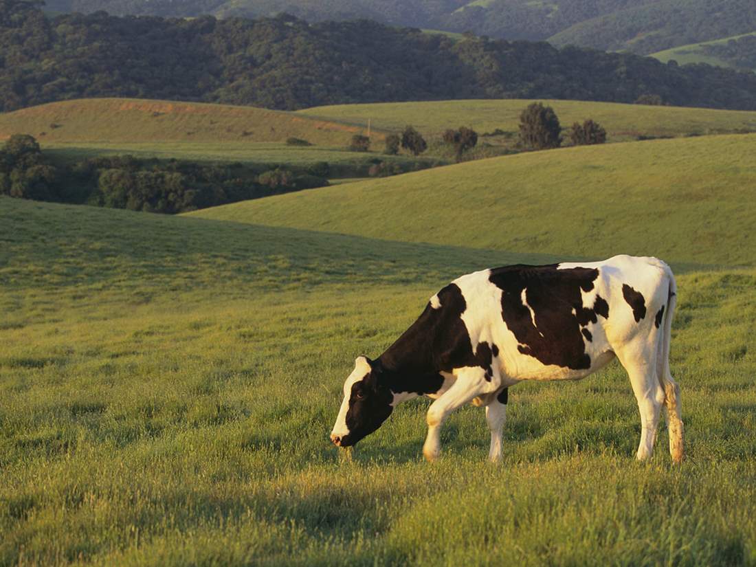 cow in the pasture